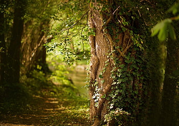 spring, forest, plant, nature, tree