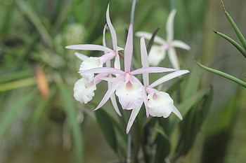 fiori bianchi, orchidee, Epidendrum, fiori, fioritura, giardino, natura