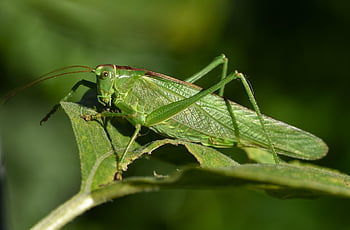 grasshopper, insect, close Up, entomology, plant, green, leaf, animal, nature
