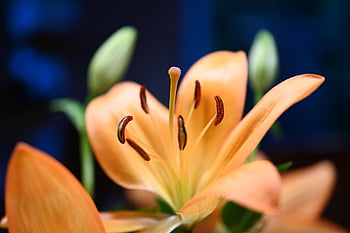 lily, flower, blossom, bloom, pistils, orange Flower, flower Wallpaper, orange Petals, flora, floriculture, horticulture