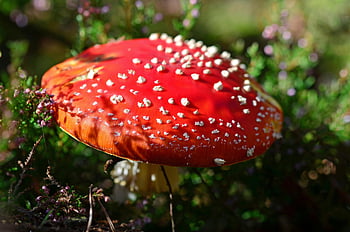 Rode schimmels, vliegenzwam paddestoel, felrode paddenstoel, zonovergoten bos, overdag schimmels, close-up paddenstoel, bosrijke omgeving, rode vliegenzwam, natuurlijke schimmels, buitenpaddestoel, Woodland -schimmels