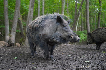 wild Boar, pig, sows, the Animal, nature, zoo, mammals, the Bristles, forest, wild, piglet