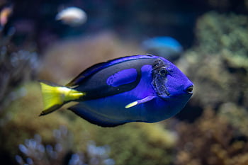 aquarium, poisson, la nature, tang bleu, dori, mer, océan, Marin, espèce, sous-marin, ailerons
