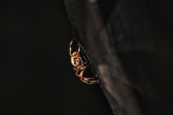 spider, arachnid, spider Web, cobweb, web, orb, weaver, insect, bug, arachnophobia, nature