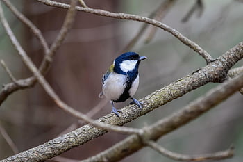 動物、 森林、 木材、 緑、 鳥、 野鳥、 自然、 ダウン、 ふわふわ、 可愛い、 シーズン