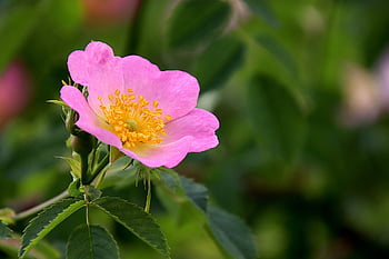 pink, rosebushes, light Pink Colour, flowering Shrubs, plants, flower, flower Wallpaper, garden, beautiful Flowers, gardening, horticulture
