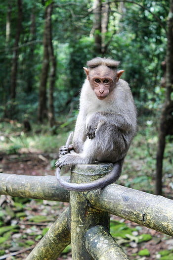 scimmia marrone, ringhiera di legno, scimmia macaco, Foresta ooty, Ritratto della fauna selvatica, Foresta lussureggiante, scimmia appollaiata, fotografia naturalistica, fotografia animale, fauna selvatica della foresta, Monkey sulla ringhiera