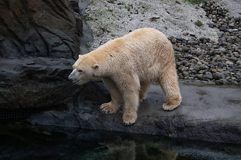 orso polare, mammifero, animale, orso bianco, orso artico, ursus maritimus, animale selvaggio, natura, allo zoo, ritratto animale, artico