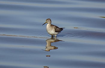 ptak, ornitologia, piaskownica do drewna, gatunki, fauna, ptaków, zwierzę, dzikiej przyrody, tringa glareola, Natura, bojownik