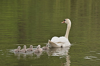 mute Swan, cygnets, lake, water Birds, waterfowls, wildlife, nature