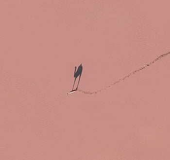 camel, pink surface, sunny day, aerial shot, camel shadow, pink desert sand, Dubai, desert landscape, sand dunes, wildlife photography, outdoor adventure