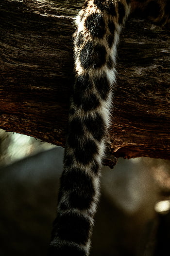 leopard tail, tree branch, forest setting, close-up image, leopard, tail, tree, forest, wildlife, nature, animal