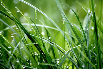 macrofotografia, goccioline sull'erba, erba verde fresca, Guazza, la bellezza della natura, colpo del primo piano, bellezza naturale, rugiada del mattino, verdura, fotografia all'aperto, colpo di macro
