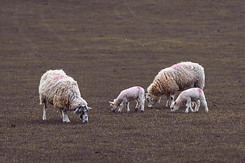 sheep, goats, mammals, animal, livestock, ruminant, environment, head, meadow, fur, farm