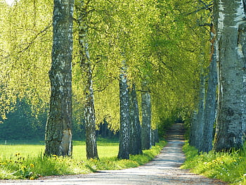 stromy, břízy, avenue, cesta, květ, světle zelená, Jasný, světlo, slunce, pyl, jaro
