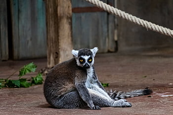 lemur, prosimian, ring Tailed Lemur, madagascar, animal, mammal, primates, striped, ringed, ape, curious