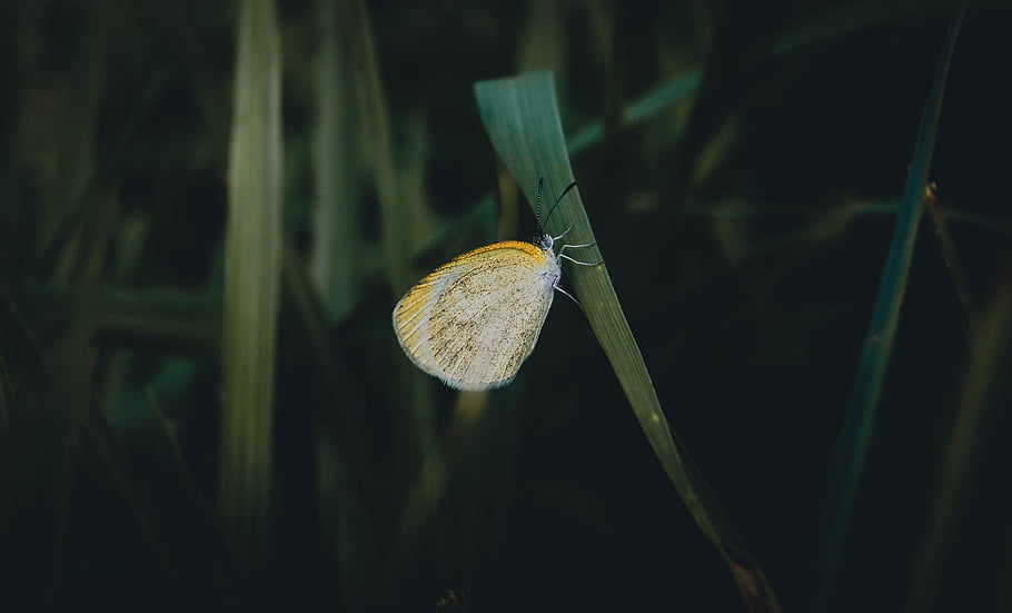 pruhovaná žlutá, motýl, hmyz, tráva, křídla, rostlina, zahrada, Příroda, detailní