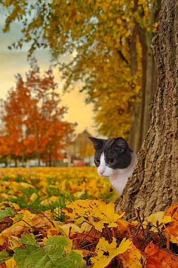 cat, feline, leaves, tree, foliage, autumn, colorful, pet, domestic Cat, animal, nature