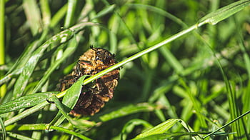 may Bug, macro, insect, may-fly, wildlife, brown, bug, creature, spring, beetle, beneficial