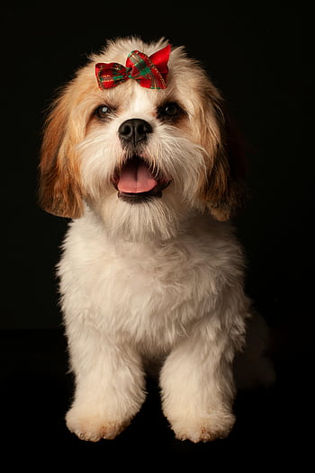 Shih Tzu, Christmas ribbon, festive bow, holiday-themed, studio shot, charming dog, hairy dog, Christmas dog, holiday content, cute dog, festive dog