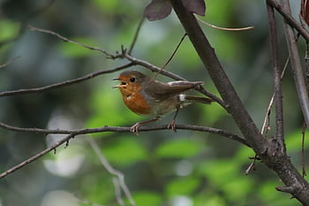 robin, oiseau chanteur, erithacus rubecula, en chantant, oiseau, animal, la nature, faune, le bec, robin européen, plumage