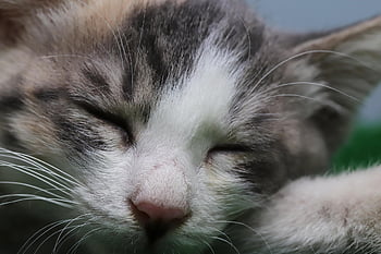 cat, nature, stray Cat, gilnyangyi, animal, pet, kitten, cute, baby Cats, pets, meow
