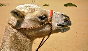 cammello, bactrian, cammello battriano, mammifero, deserto, sabbia, nomade, natura, animale, caldo, steppa