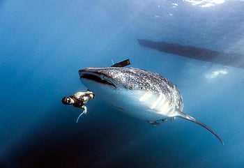 potápěč, žralok velrybí, Hloubky oceánu, plave vedle, Majestic Whale Shark, podvodní fotografie, mořský život, oceánská divoká zvěř, potápění, velké ryby, hluboké moře
