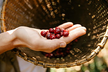 coffee berries, ripe coffee, red coffee cherries, coffee harvest, wicker basket, close-up hand, coffee farming, coffee production, coffee cherries, coffee picking, coffee fruit