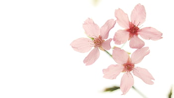 horizontal Screen, Wallpaper, computer Wallpaper, flowers, beautiful Flowers, windows Wallpaper, hd Wallpaper, Wallpaper 1920x1080, flower Background, wallpaper Hd, full Hd Wallpaper