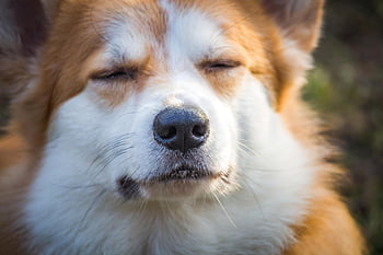 동물, 코기, 자연, 착한 애, 송곳니, 포유 동물, pembroke 웨일스 어 corgi, 웨일스 어 코기, 개, 순종, 코