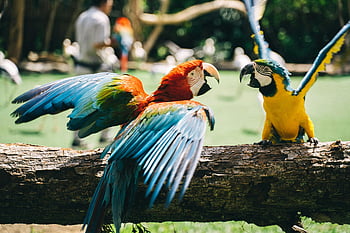 parrots fighting, colorful parrots, vibrant outdoor setting, parrot species, interacting parrots, log, macaws, wildlife photography, nature scene, bird interaction, tropical birds