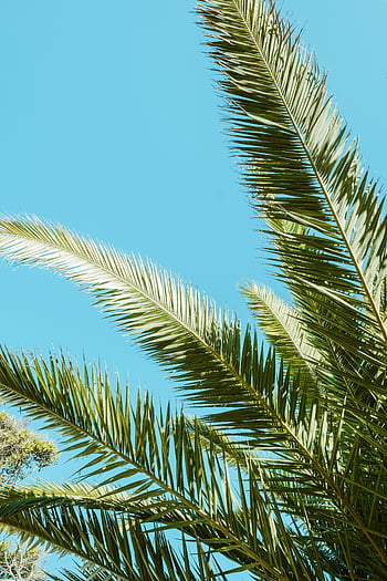 foglie di palma, estate, tropicale, cielo blu, avvicinamento, Palma, estate tropicale, foglia, natura, all'aperto, verdura