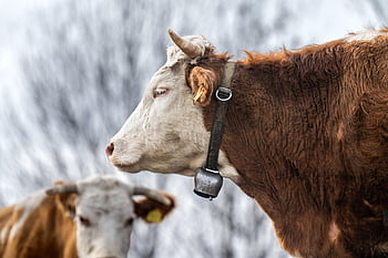 kráva, fleckvieh, dobytek, zvíře, savec, hospodářských zvířat, simmental, pastvina, hospodařit, zemědělství, Příroda