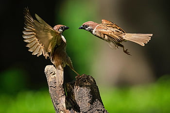 vrabci, ptáků, křídla, peří, aves, ptačí, ornitologie, pozorování ptáků, zvířat, živočišného světa, fauna