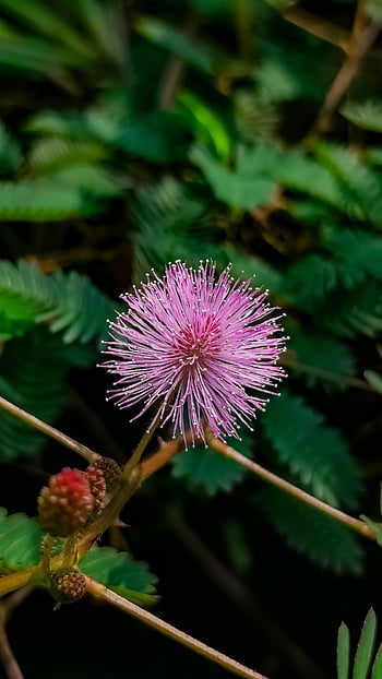 šampon, mimosa pudica, citlivá rostlina, nedotýkej se mě, plachý princův květ, růžový květ, květ, botanika, flóra, pupen, listy