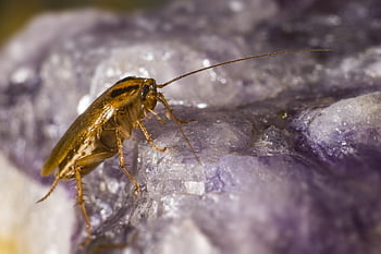 ドイツゴキブリ、 カタツムリ、 寄生虫、 エストニア、 ちょっと、 野生動物、 屋外の、 自然、 調べる、 探検する、 調査