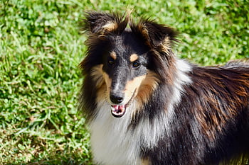 dog, portrait Of Dog Shetland Sheepdog, male, doggie, pet, nature, animal, long Muzzle End, brown Eyes, dog Head, dog Shetland Sheepdog