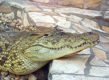 krokodýl, zvíře, zoo, aligátor, plaz, dravec, nebezpečný, volně žijících živočichů, zuby, hlava, Příroda