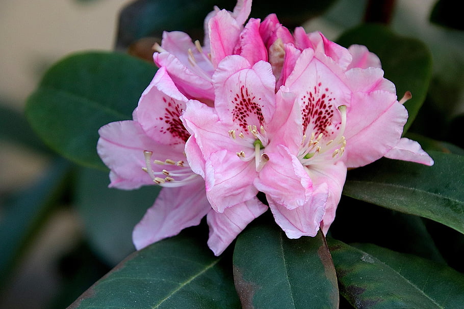rododendron, květiny, kvetoucí keře, barva růžová, jaro, zahrada, práce na zahradě, zahradnictví, botanický, květinové pozadí, flóra