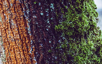 träd, bark, stam, natur, trä, textur, mossa, lav