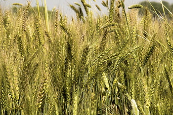 wheat, grain, crop, cer­eal, barley, farmland, farm, agriculture, growth, harvest, land
