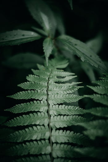 foglie di felce verde, immagine macro, verde vibrante, trame naturali, modelli di crescita, fronde di felce, avvicinamento, botanico, fotografia di piante, natura, fogliame