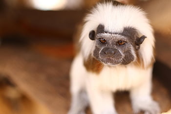 monkey, mico, mono, zoo, amazonia, naturaleza, nature, rancho, animal, silvestre, fauna