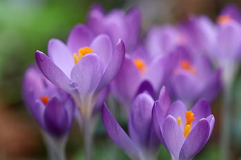 꽃들, 크로커스, 꽃 배경, 자연, 꽃잎, 초기 블루머, 꽃 벽지, 수술, 이른 봄, 아름다운 꽃들, 꽃