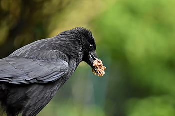 pták, vrána, kavka, vrána vrána, ornitologie, druh, fauna, zvíře, volně žijících živočichů