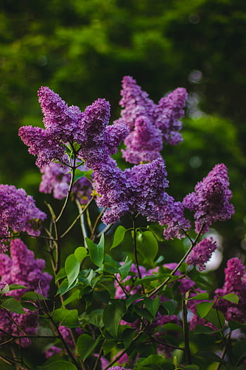 lilac blossoms, purple flowers, vibrant purple, lush green leaves, close-up photography, floral beauty, garden flowers, spring blooms, nature photography, purple petaled flowers, lilac plants