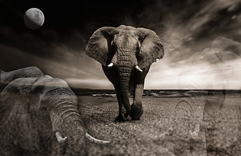 elephant, night Sky, moon, night, sky, fantasy, mystical, africa, moonlight, nature, composing