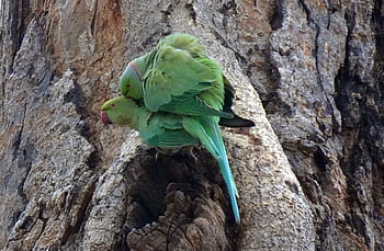 pták, andulka, zelená, páření, Příroda, tropický, Papoušek, fauna, růže-kroužil papoušek, psittacula krameri, prsten-hrdlem papoušek