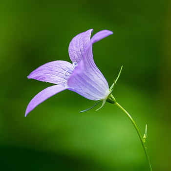 flower, bellflower, petals, blossom, bluebell, violet, campanula, bell Flower, nature, plant, bloom